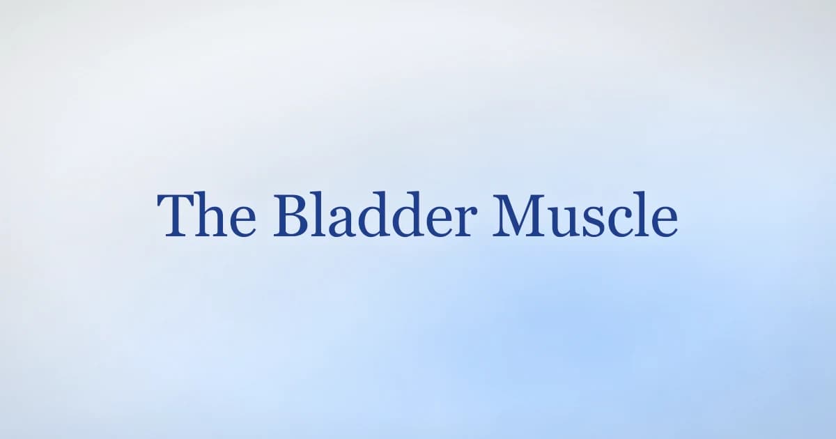 Bladder muscle anatomy: the detrusor, bladder wall layers and the pelvic floor that controls it