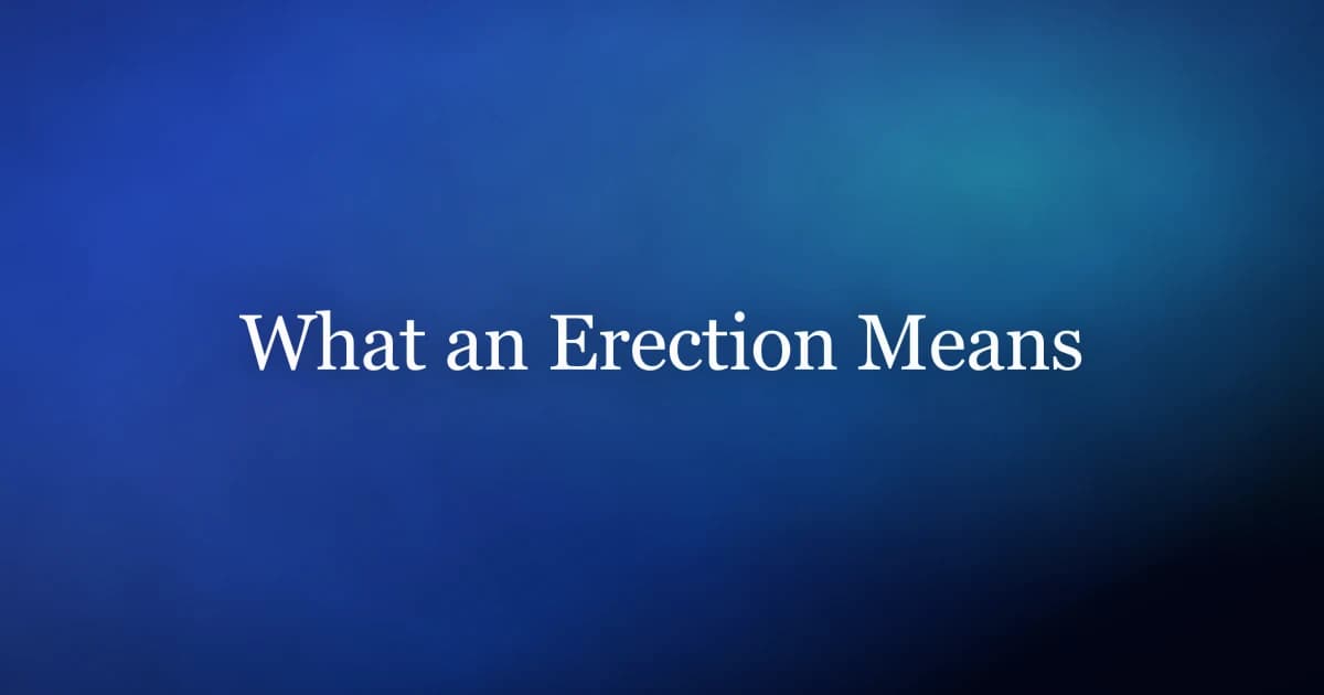 Erection meaning — the physiology of blood flow and the muscles behind firmness