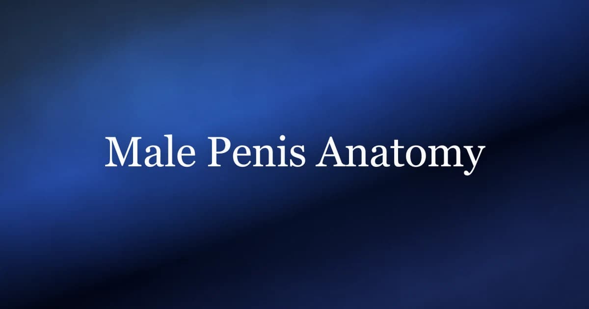Male penis anatomy — the root, crura, bulb, and the pelvic floor muscles that anchor it