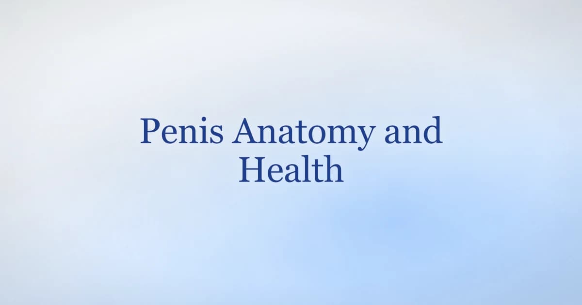 The male penis explained — anatomy, how erections work, average size, and health basics