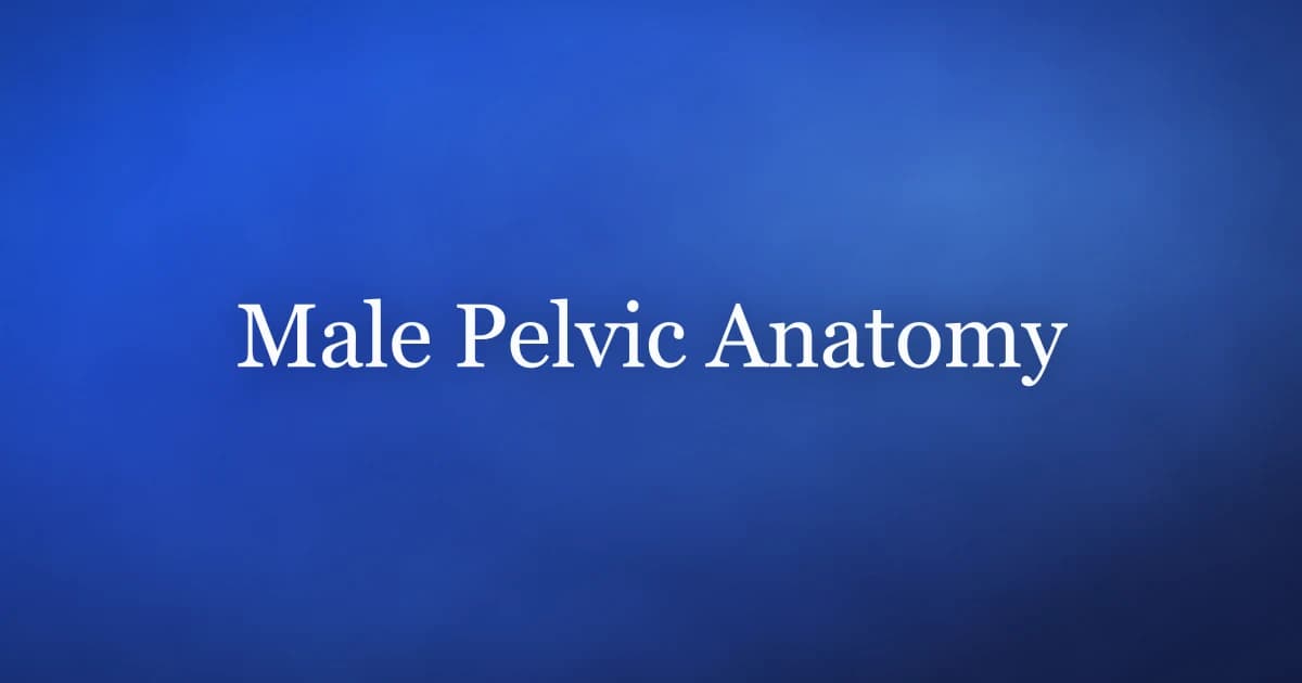 Male pelvic anatomy — bones, organs, and pelvic floor muscles that control erections, ejaculation, and bladder function