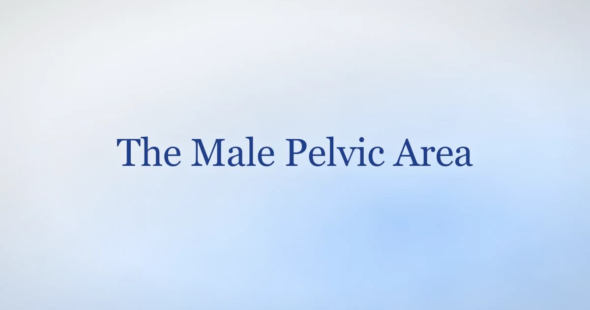 Male pelvic area anatomy — bladder, prostate, and pelvic floor muscles