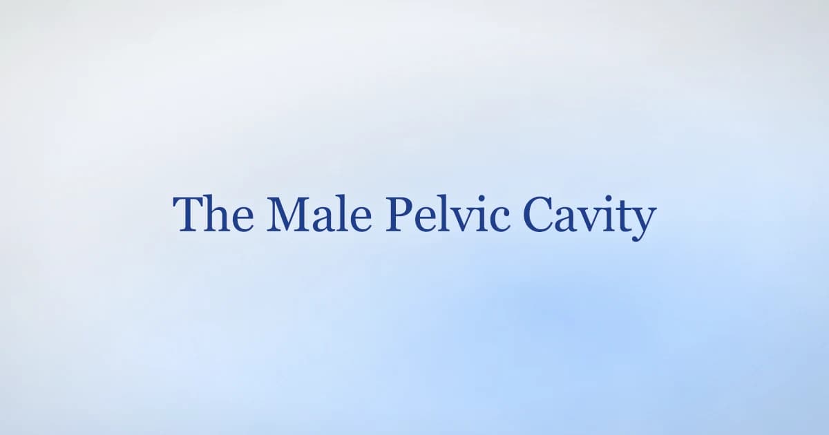 Diagram concept of the male pelvic cavity showing the bladder, prostate, rectum and the pelvic floor muscles at the base
