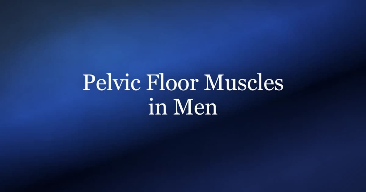 Male pelvic floor muscles — anatomy and function for erections, ejaculation, and bladder control