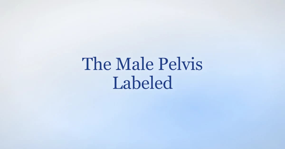 The male pelvis labeled: bones, pelvic floor muscles, and their functions