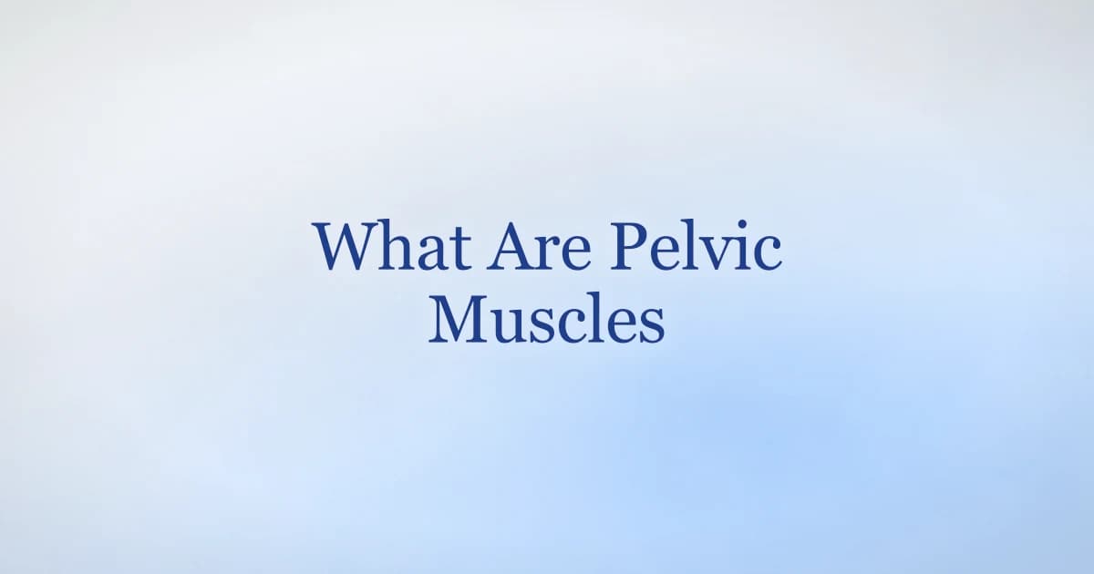 Diagram concept of the male pelvic floor muscles and their role in erections and bladder control