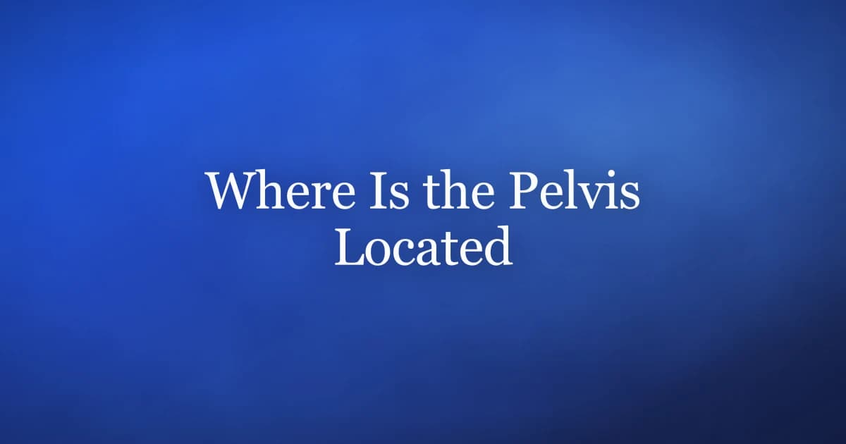 Where is the pelvis located — anatomy map of the male pelvis and pelvic floor